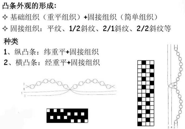 凸條組織配置與凸條效應的形成